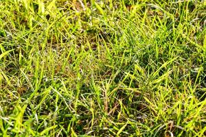 een dichtbij omhoog van een groen met gras begroeid veld- foto