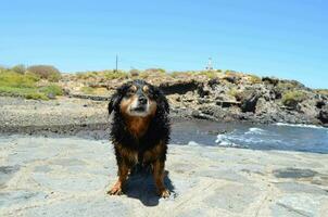 een hond staand Aan een steen pad in de buurt de oceaan foto