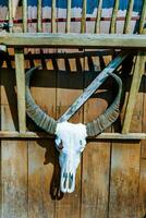 een stier schedel gemonteerd Aan een houten muur foto