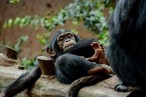 een baby chimpansee zittend Aan een log foto