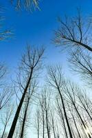 een groep van kaal bomen tegen een blauw lucht foto