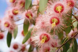 ai gegenereerd mooi gom boom roze bloemen en knoppen. ai gegenereerd foto