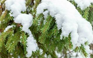 groen takken van Spar boom gedekt door sneeuw. net boom in besneeuwd dag natuurlijk achtergrond of behang foto