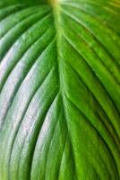tropisch groen blad eenzaadlobbige natuur achtergrond foto