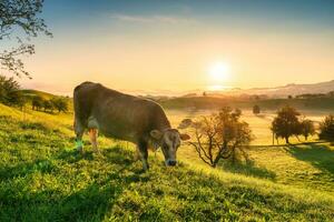 visie van zonsopkomst schijnt over- groen heuvel met koe begrazing gras in hirzel, Zwitserland foto