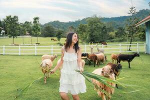 Aziatisch vrouw voeden van kudde van schapen Aan gras in landelijk boerderij foto