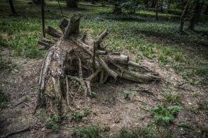 een boomstronk in het park van sumice in belgrado foto