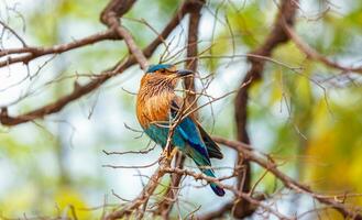 Indisch rol vogel Aan een boom, Indië foto