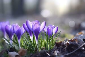 ai gegenereerd voorjaar Purper krokus bloem. ai gegenereerd foto