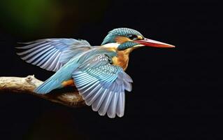 ai gegenereerd de gemeenschappelijk ijsvogel wetlands vogel gekleurde veren van verschillend vogels. generatief ai foto