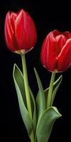 ai gegenereerd rood tulpen geïsoleerd Aan zwart achtergrond. ai gegenereerd foto