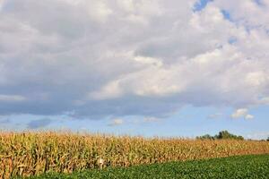 een maïs veld- met een blauw lucht en wolken foto