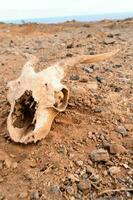 een dood koe schedel houdende Aan de grond in de woestijn foto