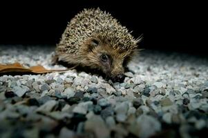 een egel wandelen Aan grind en bladeren foto