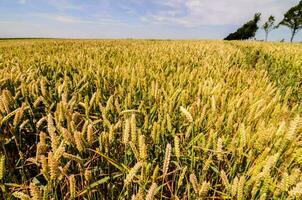 een veld- van tarwe in de zomer foto