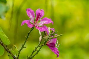 Purper orchidee boom, hong Kong orchidee boom, Purper bauhinia foto