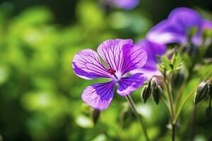 ai gegenereerd geranium wilfordii bloem. ai gegenereerd foto