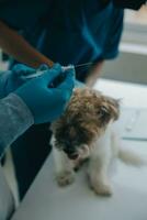 dierenarts onderzoeken hond en kat. puppy en katje Bij dierenarts dokter. dier kliniek. huisdier controleren omhoog en vaccinatie. Gezondheid zorg. foto