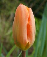 mooi single perzik gekleurde tulp bloem Aan groen gras achtergrond dichtbij omhoog. foto