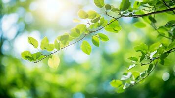 ai gegenereerd een groen boom Afdeling met zonlicht schijnend door het foto