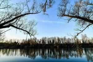 toneel- visie van de bossen foto