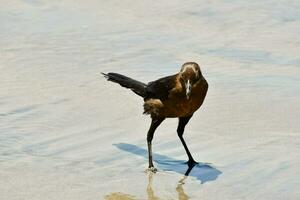 een vogel staand Aan de strand met haar poten in de water foto