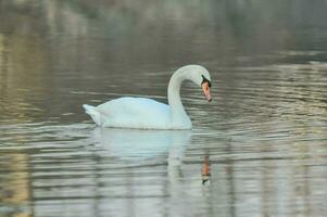 een zwaan is zwemmen in de water foto