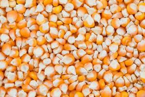 gezond droog maïs zaden ook weten net zo makki foto