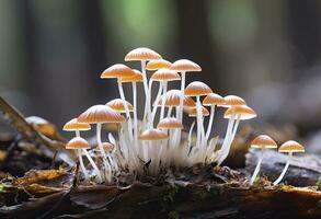 ai gegenereerd hemimycena soorten mairei. ai gegenereerd. foto