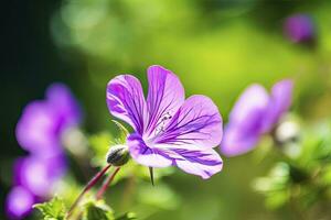 ai gegenereerd geranium wilfordii bloem. foto