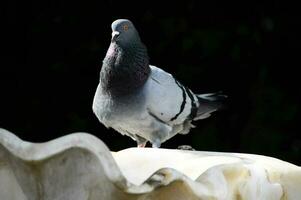 een duif is staand Aan top van een wit richel foto