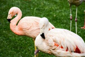 twee flamingo's staand Aan de gras foto