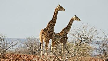 twee giraffen in de enorm woestijn van damaraland in de buurt palmwag foto