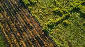 vallend rijst- in de veld. rijst- planten gedaald omdat van sterk winden en regen voordat oogst. rijst- is beschadigd ten gevolge naar gebroken rietje, maken het meer moeilijk naar oogst. foto