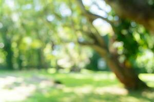 onscherp of vervagen met bokeh achtergrond van tuin bomen in zonnig dag foto