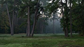 vroeg ochtend- zonsopkomst in een oosten- Texas Woud van pijnboom bomen. foto