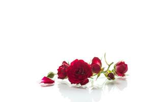 boeket van rood klein rozen, Aan wit achtergrond. foto