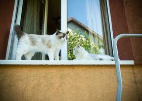 twee stamboom katten lappenpop en Schots chinchilla zitten Aan de vensterbank foto