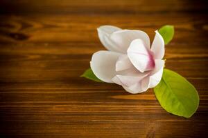 een roze bloem Aan een Afdeling van bloeiend magnolia Aan een houten tafel foto