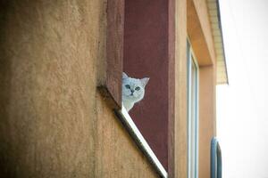 Schots chinchilla kat met Rechtdoor oren zit Aan de vensterbank foto