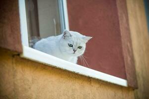 Schots chinchilla kat met Rechtdoor oren zit Aan de vensterbank foto