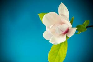 een roze bloem Aan een Afdeling van bloeiend magnolia dichtbij omhoog foto