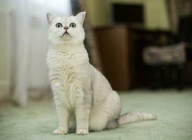 volwassen kat stamboom Schots chinchilla Rechtdoor oren foto