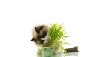 een lappenpop kat eet gras van een plastic pot. foto