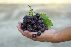 zwart druiven, pitloos druiven in de handen van boeren wie zijn beoordelen de kwaliteit van de druiven voordat verkoop. zacht en selectief focus foto