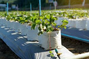 de aardbei planten geplant in kinderkamer Tassen Bij winkels aantrekken klanten naar komen kopen, nemen foto's of plukken vers fruit van de boerderij. zacht en selectief focus. foto