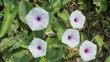 ipomoea aquatica bloem Bij de rivieroever. ipomoea aquatisch, breed bekend net zo water spinazie, is een semi-aquatisch fabriek. foto