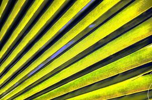 een dichtbij omhoog van een palm blad met geel en groen strepen foto