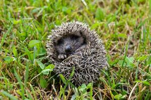 een egel is gekruld omhoog in de gras foto