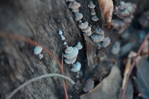 klein champignons Aan hout foto